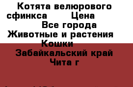 Котята велюрового сфинкса. .. › Цена ­ 15 000 - Все города Животные и растения » Кошки   . Забайкальский край,Чита г.